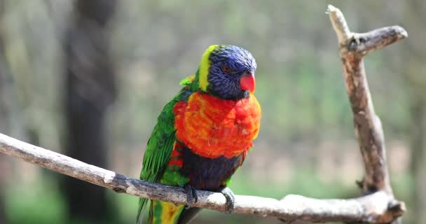 Bellissimo Lorikeet Arcobaleno Close Ritratto Risoluzione Dci — Video Stock