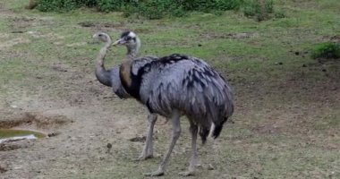 Daha büyük Rheas (Rhea Americana) çift, yerli-e doğru Doğu Güney Amerika - Dci 4 k çözünürlük tür uçamayan kuş