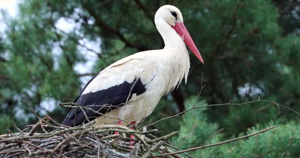 Bella Cicogna Bianca Ciconia Ciconia Sul Nido Ritratto Vicino Risoluzione — Video Stock