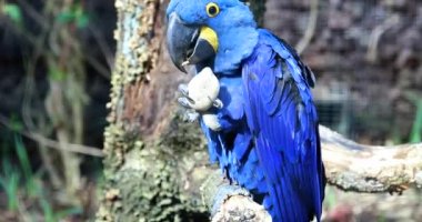 Güzel Mavi Sümbül Amerika papağanı papağan (Anodorhynchus Hyacinthinus) bir taş ile oynuyor. Portre - Dci 4 k çözünürlüklü kapatın