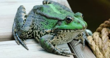 Perez'in kurbağa. Bir güzel İber yeşil kurbağa, olarak da bilinen İber su kurbağa ya da Coruna Frog (Pelophylax Perezi) - Dci 4 k çözünürlüklü portresi kapatın