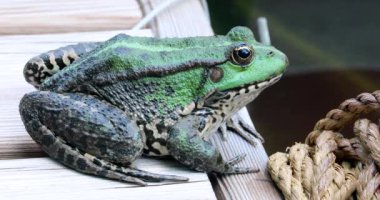 Perez'in kurbağa. Bir güzel İber yeşil kurbağa, olarak da bilinen İber su kurbağa ya da Coruna Frog (Pelophylax Perezi) - Dci 4 k çözünürlüklü portresi kapatın