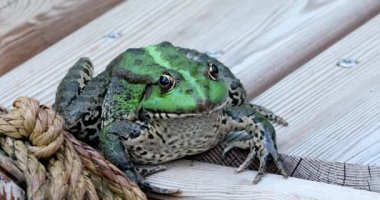 Perez'in kurbağa. Bir güzel İber yeşil kurbağa, olarak da bilinen İber su kurbağa ya da Coruna Frog (Pelophylax Perezi) - Dci 4 k çözünürlüklü portresi kapatın