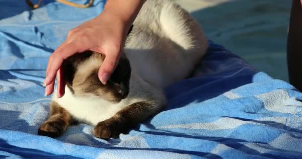 Mão Mulher Acariciando Gato Siamês Close View Resolução — Vídeo de Stock