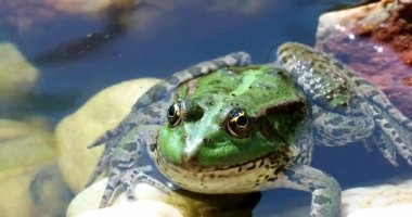 Yeşil kurbağa suya. İber yeşil kurbağa, olarak da bilinen İber su kurbağa ya da Coruna Frog (Pelophylax Perezi) - Dci 4 k çözünürlüklü portresi kapatın