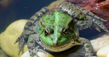 Yeşil kurbağa suya. İber yeşil kurbağa, olarak da bilinen İber su kurbağa ya da Coruna Frog (Pelophylax Perezi) - Dci 4 k çözünürlüklü portresi kapatın