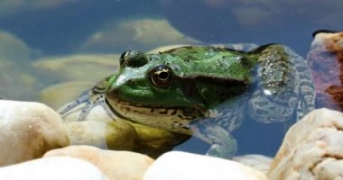 Yeşil kurbağa suda - profil görünümü. İber yeşil kurbağa, olarak da bilinen İber su kurbağa ya da Coruna Frog (Pelophylax Perezi) - Dci 4 k çözünürlüklü portresi kapatın