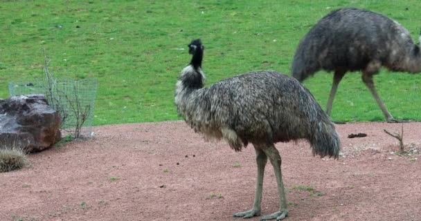 Australischer Emu Australiens Höchster Vogel Dromaius Novaehollandiae Dci Resolution — Stockvideo