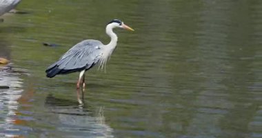 Gri Heron Suda Yürürken, Suda Yansıması Kuş. Dikey Ikadar Kapat - Dci 4k Çözünürlük