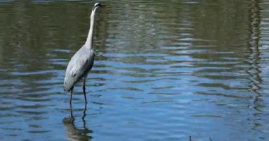Gri Heron Suda Yürürken, Suda Yansıması Kuş. Dikey Ikadar Kapat - Dci 4k Çözünürlük