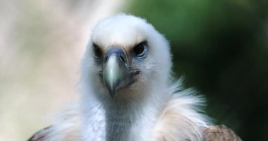 Baş da 4 k çözünürlüklü Avrasya Griffon - Şef bilinen Griffon akbaba (Gyps Fulvus), portre kadar kapatın