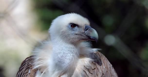 Close Portrait Griffon Vulture Head Gyps Fulvus Also Known Eurasian — Stock Video