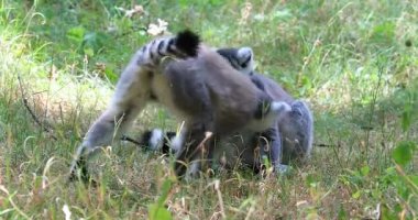 Halka kuyruklu maki (Lemur Catta) doğada, birkaç yakın görünümü - Dci 4k çözünürlük