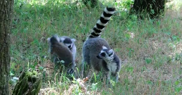 Anel Cauda Lemur Família Natureza — Vídeo de Stock