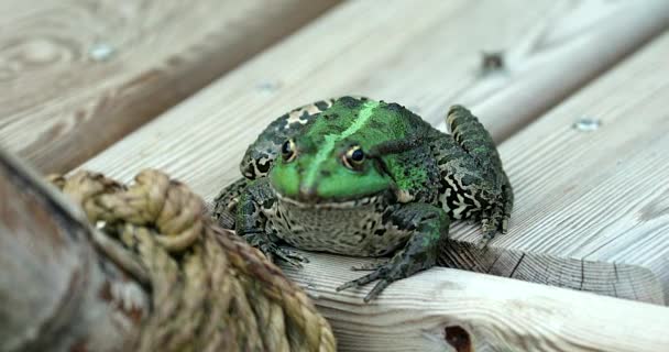緑のカエルは彼の舌でフライをキャッチします イベリアの緑のカエル Dci 解像度の肖像画を間近します — ストック動画