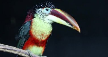 Yakın çekim portre bir Curl tepeli Aracari (Pteroglossus Beauharnaesii), ağaç dalı üzerinde tünemiş. Olarak da bilinen kıvırcık tepeli Aracari - Dci 4k çözünürlük