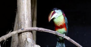 Yakın çekim portre bir Curl tepeli Aracari (Pteroglossus Beauharnaesii), ağaç dalı üzerinde tünemiş. Olarak da bilinen kıvırcık tepeli Aracari - Dci 4k çözünürlük