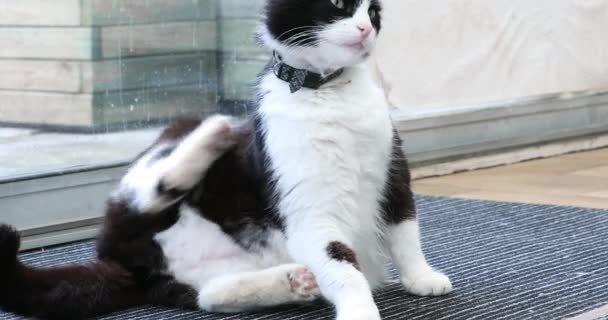 Gato Doméstico Blanco Negro Rascándose Mismo Vista Cerca Resolución Dci — Vídeos de Stock