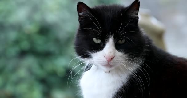 Miami, Floride / États-Unis, 24 février 2019 : Luxury White Lamborghini Huracan Performante (Vue arrière) stationné dans la rue de Miami Beach, Ocean Drive (South Beach), Floride, États-Unis Résolution DCi 4K 