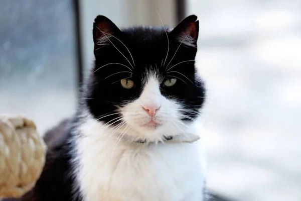 Black White Cat Front Window Domestic Cute Cat Portrait Close — Stock Photo, Image