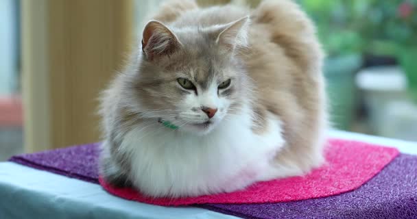 Cat Domestik Yang Indah Berbaring Meja Rumah Tutup Tilikan Resolusi — Stok Video
