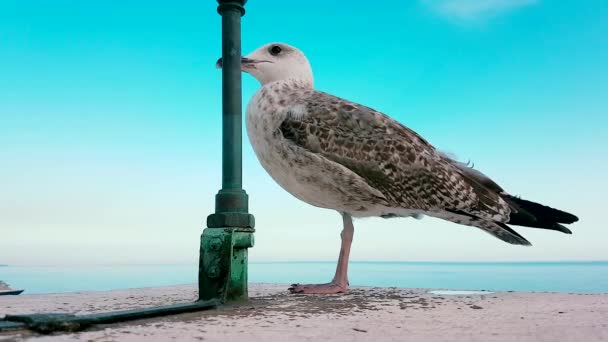 Gaviota Pie Pared Con Cielo Azul Mar Mediterráneo Fondo Costa — Vídeo de stock