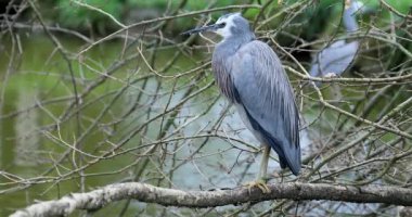 Nehir, bir ağaç dalı üzerine beyaz yüzlü balıkçıl (Egretta Novaehollandiae) yakın portre - Dci 4k çözünürlük