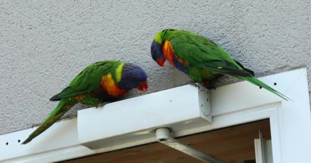 Paar Regenbogen Lorikeetpapagei Trichoglossus Moluccanus Auf Einer Tür Hockt Nahaufnahme — Stockvideo