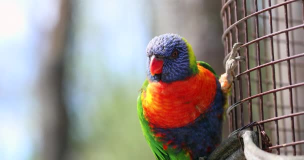 Beautiful Rainbow Lorikeet Parrot Trichoglossus Moluccanus Perched Fence Close Portrait — Stock Video