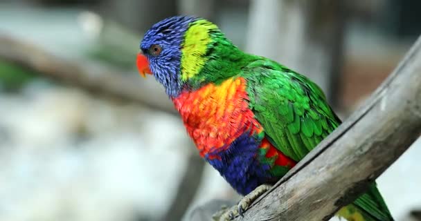 Найкрасивіші Веселки Lorikeet Неперевірена Moluccanus Сидить Гілці Дерева Летяча Далеко — стокове відео