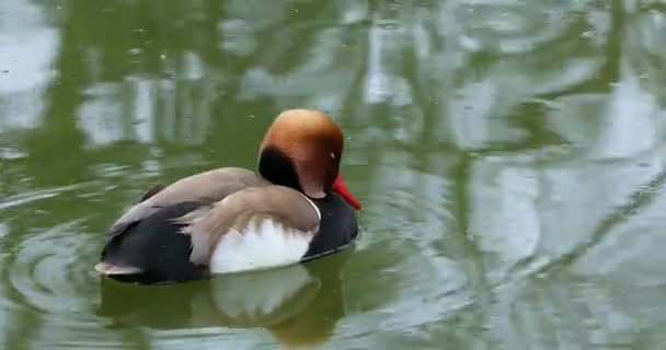 Pato Hermoso Macho Cresta Roja Netta Rufina Retrato Cerca Resolución — Vídeo de stock