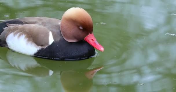 Pochard Crête Rouge Mâle Netta Rufina Beau Canard Portrait Rapproché — Video