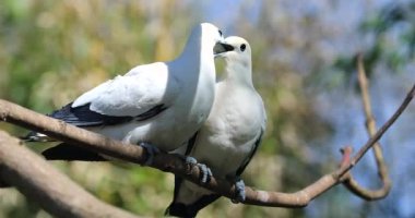 Ağaç dalı - Dci 4 k çözünürlüklü tünemiş güzel alaca İmparatorluk güvercin çift (Ducula Bicolor)