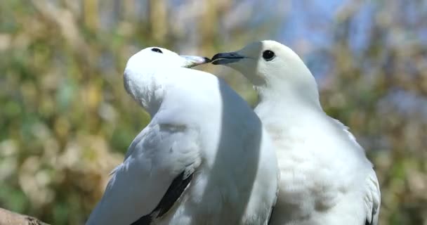 Para Piękny Pied Pigeon Cesarskiej Ducula Bicolor Siedzący Gałęzi Drzewa — Wideo stockowe