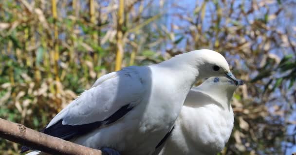 Preciosa Pareja Palomas Imperiales Empedradas Ducula Bicolor Encaramadas Rama Del — Vídeo de stock