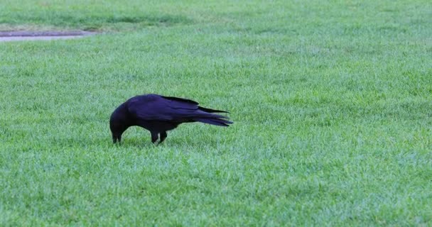 Chodzenie Zielonej Trawie Kruk Corvus Corax Dci Rozdzielczości Ptaka Crow — Wideo stockowe