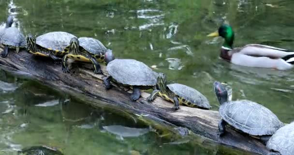 Gruppe Von Schildkröten Auf Dem Hölzernen Rumpf Nahaufnahme Dci Resolution — Stockvideo