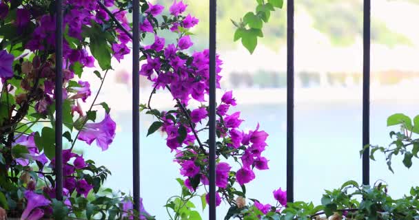 Красиві Пурпурна Квітка Проти Середземного Моря Бугенвіль Spectabilis Willd Великий — стокове відео