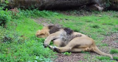 Aşağı, yalan güzel erkek aslan (Panthera Leo) yakın görünümü - Dci 4k çözünürlük