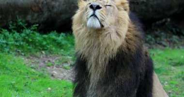 Erkek Afrika aslanı (Panthera Leo) portre, civarında, yakın görünümü - Dci 4 k çözünürlük arıyor