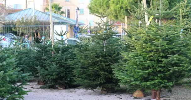 Árvores Natal Reais Cortadas Prontas Para Venda Close View Resolução — Vídeo de Stock
