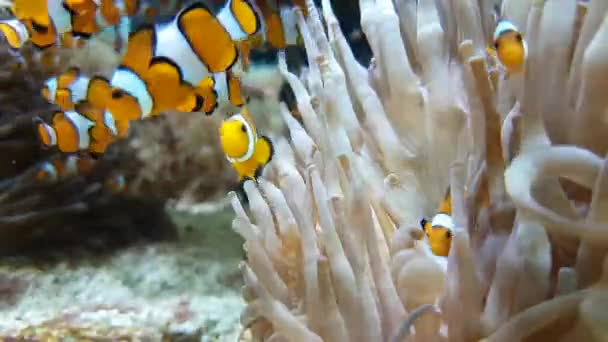 Molti Clownfish Sea Anemone Partnership Vista Vicino Risoluzione — Video Stock