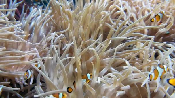 Many Clownfish Sea Anemone Partnership Close View Resolution — Stock Video
