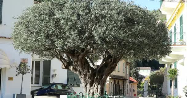 Рокбрюн Кап Мартен Франция Февраля 2019 Года Old Olive Tree — стоковое видео