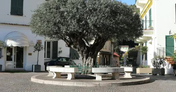 Рокбрюн Кап Мартен Франция Февраля 2019 Года Old Olive Tree — стоковое видео