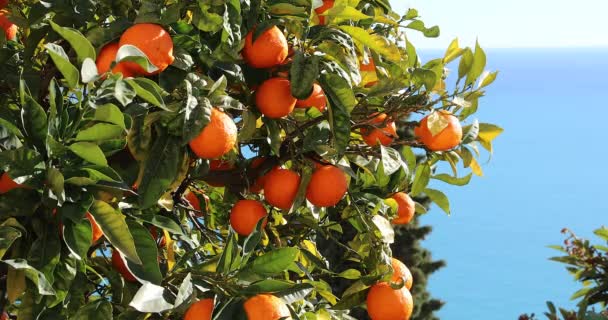 Rijpe Mandarijn Sinaasappelen Groeien Een Boom Blauwe Kleur Van Middellandse — Stockvideo