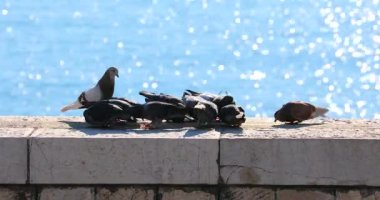 Grup bir duvar, görünümü, bulanık su arka plan Akdeniz'in güzel Fransız Rivierası'nda kadar yakın, Fransa, Avrupa - Dci 4 k Video tohumları yemek güvercin