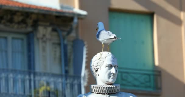 海鸥在雕像头 查理斯 弗里斯德萨达涅雕塑在尼斯在法国里维埃拉 阿尔卑斯 Dci — 图库视频影像