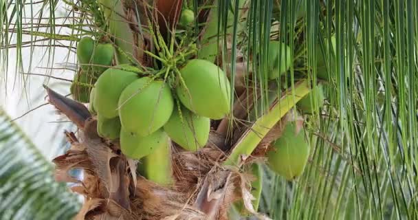 Fruits Noix Coco Verts Poussant Grappe Sur Palmier Miami Beach — Video