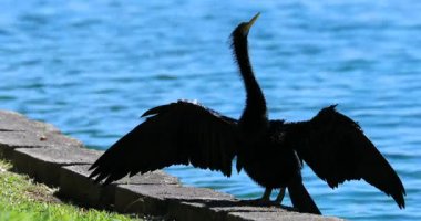 Anhinga siyah kuş tüyleri kurutma, açık kanatlar, arka planda Eola Gölü, Florida, Amerika Birleşik Devletleri-yakın bakış-dCi 4k çözünürlük